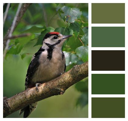 Great Spotted Woodpecker Cub Woodpecker Image